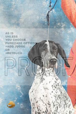 German Shorthaired Pointer #2_MJ_1433_Midland2023_HR3