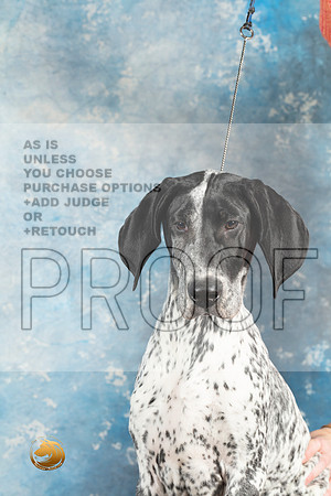 German Shorthaired Pointer #2_MJ_1431_Midland2023_HR3