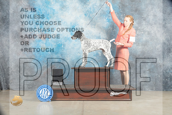 German Shorthaired Pointer #2_MJ_1434_Midland2023_HR3