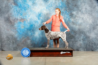 German Shorthaired Pointer #3 SAT