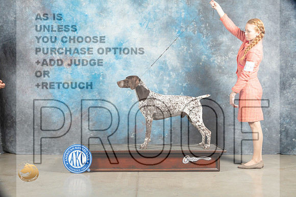 German Shorthaired Pointer #3 SAT_MJ_1584_Midland2023_HR3