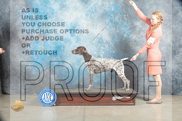 German Shorthaired Pointer #3 SAT_MJ_1583_Midland2023_HR3