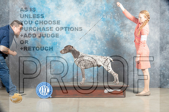 German Shorthaired Pointer #3 SAT_MJ_1585_Midland2023_HR3