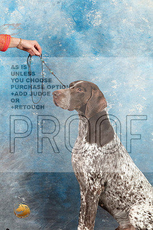 German Shorthaired Pointer #3 SAT_MJ_1588_Midland2023_HR3