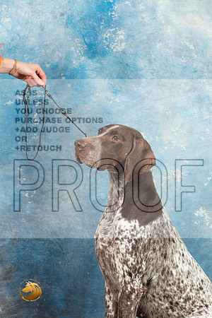 German Shorthaired Pointer #3 SAT_MJ_1589_Midland2023_HR3