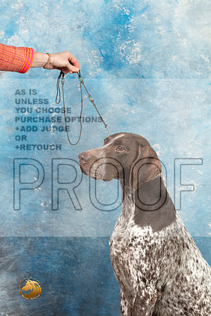 German Shorthaired Pointer #3 SAT_MJ_1591_Midland2023_HR3