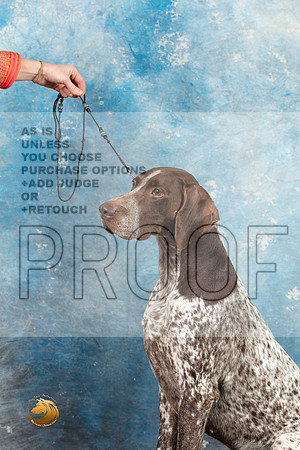 German Shorthaired Pointer #3 SAT_MJ_1590_Midland2023_HR3
