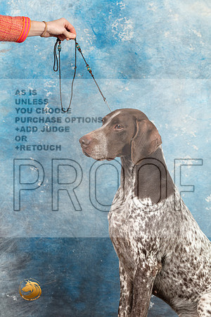 German Shorthaired Pointer #3 SAT_MJ_1592_Midland2023_HR3