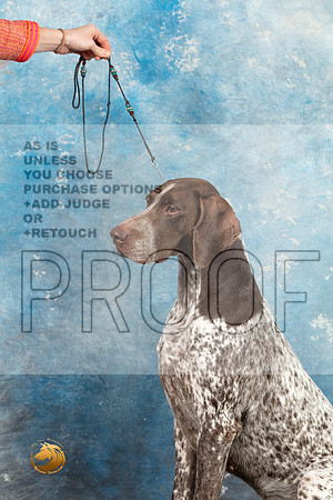 German Shorthaired Pointer #3 SAT_MJ_1594_Midland2023_HR3