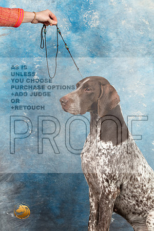 German Shorthaired Pointer #3 SAT_MJ_1593_Midland2023_HR3