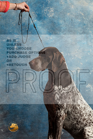 German Shorthaired Pointer #3 SAT_MJ_1595_Midland2023_HR3