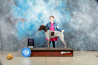 German Shorthaired Pointer #J401 Sat RBJr Judge Judy Wade