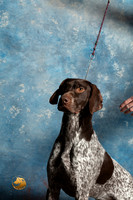 German Shorthaired Pointer Sat 1