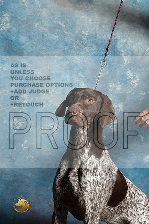 German Shorthaired Pointer Sat 1_MJ_1395_Midland2023_HR3