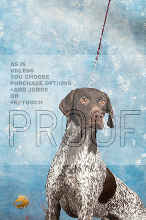 German Shorthaired Pointer Sat 1_MJ_1396_Midland2023_HR3
