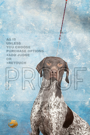 German Shorthaired Pointer Sat 1_MJ_1397_Midland2023_HR3