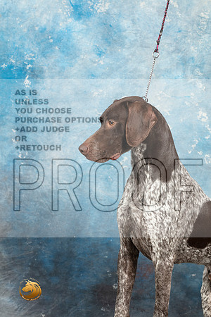 German Shorthaired Pointer Sat 1_MJ_1399_Midland2023_HR3