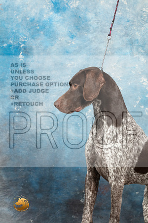 German Shorthaired Pointer Sat 1_MJ_1400_Midland2023_HR3