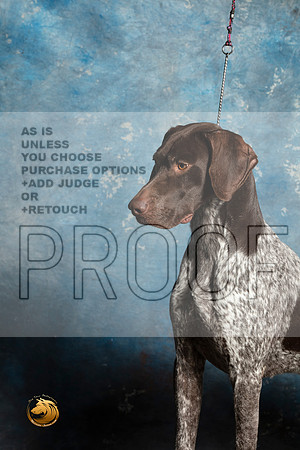 German Shorthaired Pointer Sat 1_MJ_1403_Midland2023_HR3