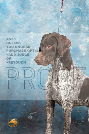German Shorthaired Pointer Sat 1_MJ_1404_Midland2023_HR3
