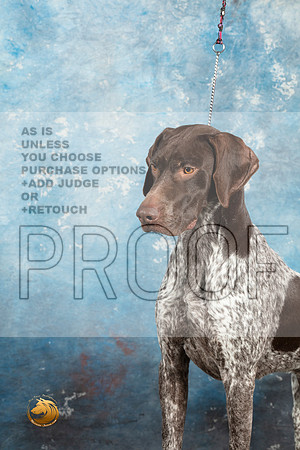 German Shorthaired Pointer Sat 1_MJ_1405_Midland2023_HR3