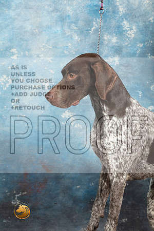 German Shorthaired Pointer Sat 1_MJ_1406_Midland2023_HR3
