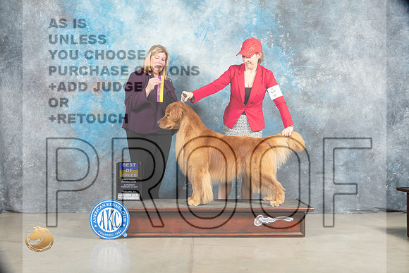 Golden Retriever #5 Sat BOB Judge Ellen W Schultz_MJ_1645_Midland2023_HR3