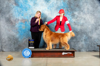 Golden Retriever #5 Sat BOB Judge Ellen W Schultz