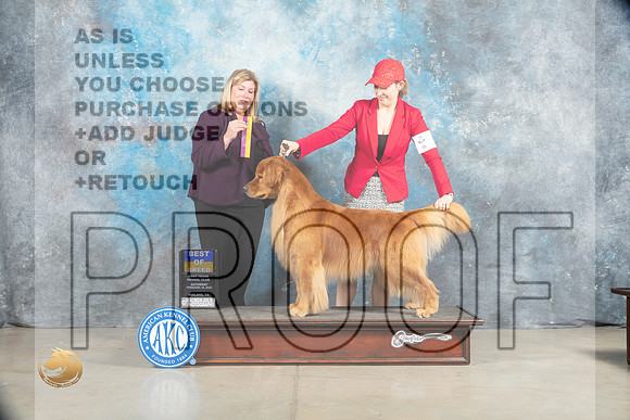 Golden Retriever #5 Sat BOB Judge Ellen W Schultz_MJ_1644_Midland2023_HR3
