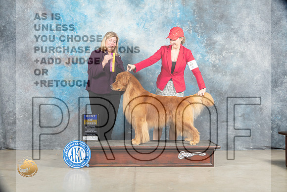 Golden Retriever #5 Sat BOB Judge Ellen W Schultz_MJ_1646_Midland2023_HR3