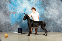 Great DAne #18 Sat BOW Judge Judy Wade