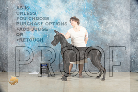 Great DAne #18 Sat BOW Judge Judy Wade_MJ_1537_Midland2023_HR3