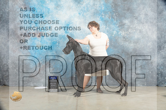 Great DAne #18 Sat BOW Judge Judy Wade_MJ_1541_Midland2023_HR3