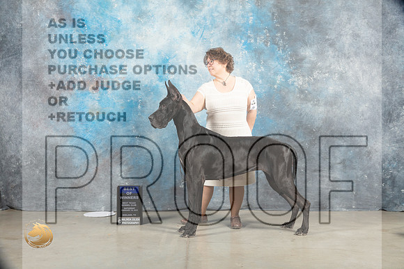 Great DAne #18 Sat BOW Judge Judy Wade_MJ_1539_Midland2023_HR3