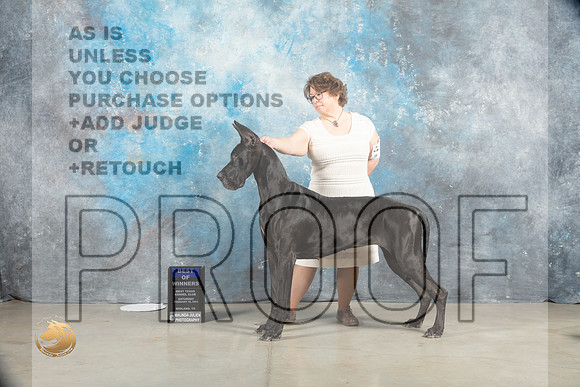Great DAne #18 Sat BOW Judge Judy Wade_MJ_1542_Midland2023_HR3