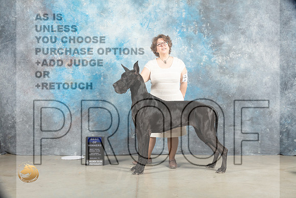 Great DAne #18 Sat BOW Judge Judy Wade_MJ_1540_Midland2023_HR3
