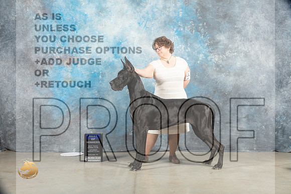 Great DAne #18 Sat BOW Judge Judy Wade_MJ_1543_Midland2023_HR3