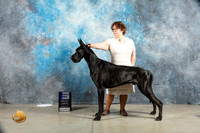 Great Dane #11 Sat WD Judge Judy Wade