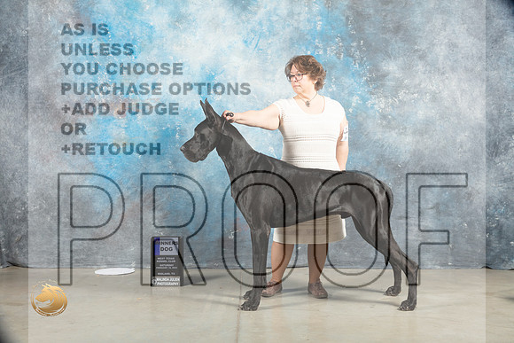 Great Dane #11 Sat WD Judge Judy Wade_MJ_1546_Midland2023_HR3