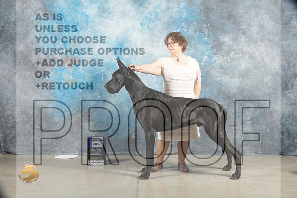 Great Dane #11 Sat WD Judge Judy Wade_MJ_1549_Midland2023_HR3