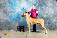 Great Dane #5 Sat BOBOHBOB Judge Judy Wade