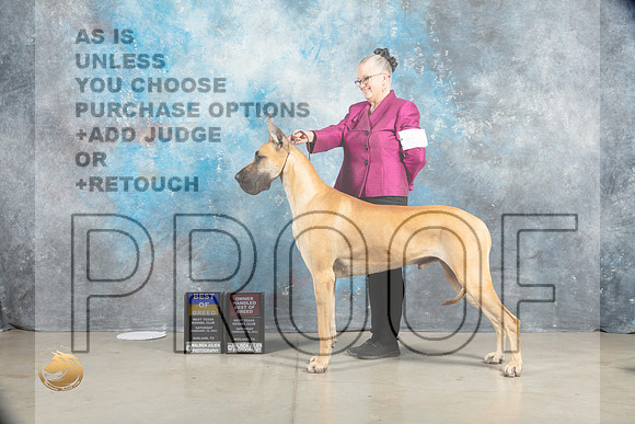 Great Dane #5 Sat BOBOHBOB Judge Judy Wade_MJ_1553_Midland2023_HR3