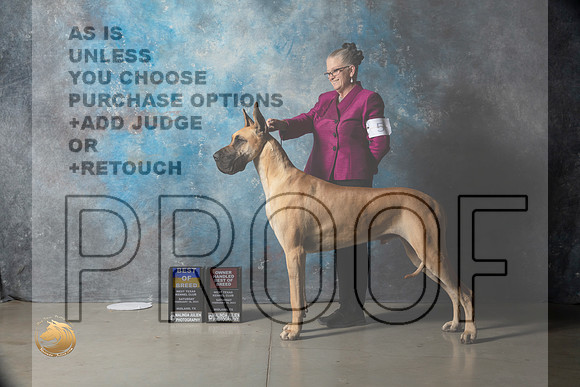 Great Dane #5 Sat BOBOHBOB Judge Judy Wade_MJ_1556_Midland2023_HR3