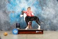 Great Dane #7 Sat RWD Judge Judy Wade