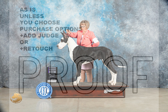 Great Dane #7 Sat RWD Judge Judy Wade_MJ_1603_Midland2023_HR3