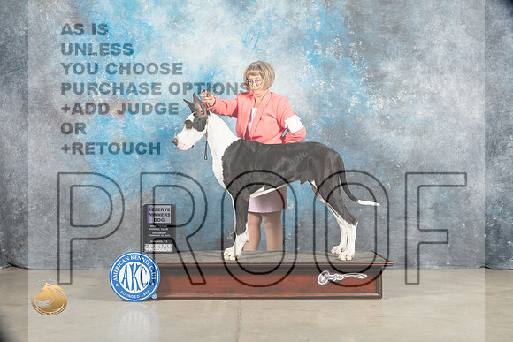 Great Dane #7 Sat RWD Judge Judy Wade_MJ_1605_Midland2023_HR3