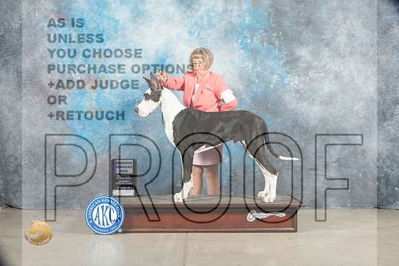 Great Dane #7 Sat RWD Judge Judy Wade_MJ_1604_Midland2023_HR3