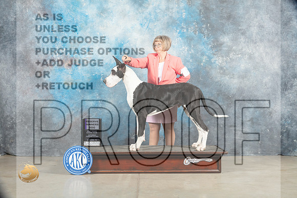 Great Dane #7 Sat RWD Judge Judy Wade_MJ_1606_Midland2023_HR3