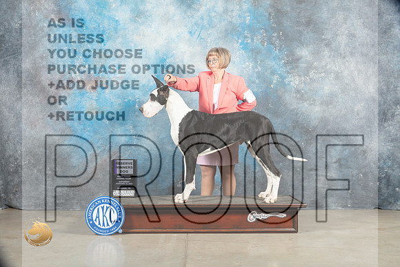 Great Dane #7 Sat RWD Judge Judy Wade_MJ_1607_Midland2023_HR3