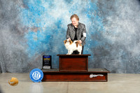 Japanese Chin #7 Sat BOB Judge Elizardo Valadez